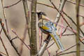 Elliot's Laughingthrush Trochalopteron elliotii