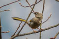 Elliot's Laughingthrush Trochalopteron elliotii