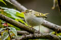 Emei Leaf Warbler Phylloscopus emeiensis