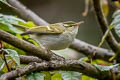 Emei Leaf Warbler Phylloscopus emeiensis