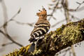 Eurasian Hoopoe Upupa epops longirostris