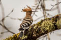 Eurasian Hoopoe Upupa epops longirostris