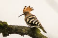 Eurasian Hoopoe Upupa epops longirostris