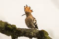 Eurasian Hoopoe Upupa epops longirostris