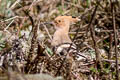 Eurasian Hoopoe Upupa epops longirostris