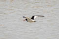 Eurasian Oystercatcher Haematopus ostralegus buturlini 