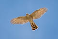 Eurasian Sparrowhawk Accipiter nisus nisus (Northern Sparrowhawk)