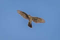 Eurasian Sparrowhawk Accipiter nisus nisus (Northern Sparrowhawk)