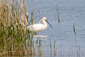 Eurasian Spoonbill Platalea leucorodia leucorodia