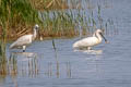 Eurasian Spoonbill Platalea leucorodia leucorodia