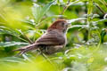 Eye-ringed Parrotbill Suthora ricketti