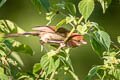 Eye-ringed Parrotbill Suthora ricketti