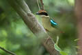 Fairy Pitta Pitta nympha