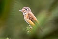 Ferruginous Flycatcher Muscicapa ferruginea