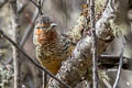 Giant Laughingthrush Ianthocincla maxima