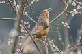 Giant Laughingthrush Ianthocincla maxima