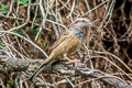 Godlewski's Bunting Emberiza godlewskii omissa (Eastern Rock Bunting)