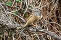 Godlewski's Bunting Emberiza godlewskii omissa (Eastern Rock Bunting)