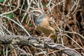 Godlewski's Bunting Emberiza godlewskii omissa (Eastern Rock Bunting)