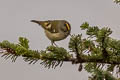 Goldcrest Regulus regulus yunnanensis