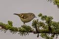 Goldcrest Regulus regulus yunnanensis