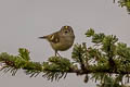 Goldcrest Regulus regulus yunnanensis