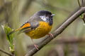 Golden-breasted Fulvetta Lioparus chrysotis swinhoii