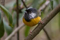 Golden-breasted Fulvetta Lioparus chrysotis swinhoii