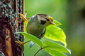 Golden-fronted Fulvetta Schoeniparus variegaticeps