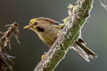 Golden-fronted Fulvetta Schoeniparus variegaticeps