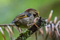 Golden-fronted Fulvetta Schoeniparus variegaticeps