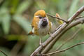 Golden Parrotbill Suthora verreauxi verreauxi