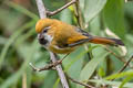 Golden Parrotbill Suthora verreauxi verreauxi