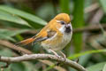 Golden Parrotbill Suthora verreauxi verreauxi