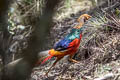 Golden Pheasant Chrysolophus pictus