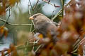 Great Parrotbill Paradoxornis aemodius