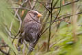 Great Parrotbill Paradoxornis aemodius