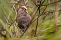 Great Parrotbill Paradoxornis aemodius