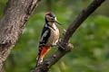 Great Spotted Woodepcker Dendrocopos major brevirostris