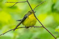 Green-backed Flycatcher Ficedula elisae (Chinese Flycatcher)