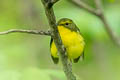 Green-backed Flycatcher Ficedula elisae (Chinese Flycatcher)