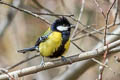 Green-backed Tit Parus monticolus yunnanensis