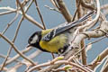 Green-backed Tit Parus monticolus yunnanensis