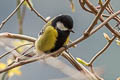 Green-backed Tit Parus monticolus yunnanensis