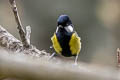 Green-backed Tit Parus monticolus yunnanensis