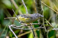 Green Shrike-babbler Pteruthius xanthochlorus pallidus