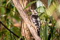Grey-capped Pygmy Woodpecker Yungipicus canicapillus scintilliceps