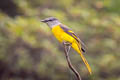 Grey-chinned Minivet Pericrocotus solaris griseogularis
