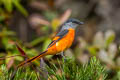 Grey-chinned Minivet Pericrocotus solaris griseogularis 