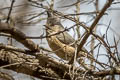 Grey-crested Tit Lophophanes dichrous dichroides